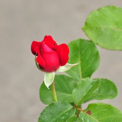Роза чайно-гибридная Дам де Кер купить