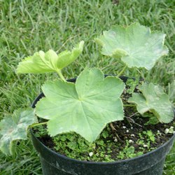 Манжетка мягкая Робустика купить