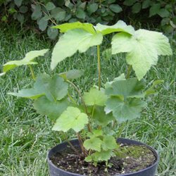 Ветренница гибридная Ричард Ахренс купить