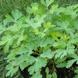 Аквилегия гибридная Кримсон Стар (Рождественская звезда) купить