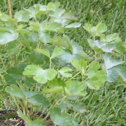 Аквилегия обыкновенная Уильям Гинесс купить