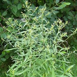 Астра кустообразная Блаубокс купить