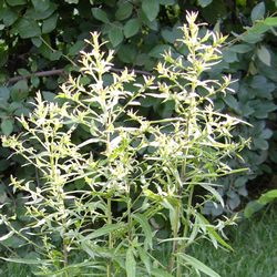 Астра кустообразная Вейс купить