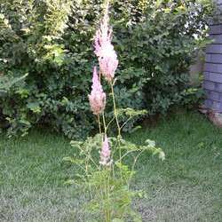 Астильба китайская Суперба купить