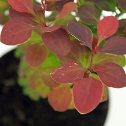 Барбарис Тунберга Атропурпурея купить