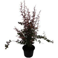 Барбарис Тунберга Арлекин купить