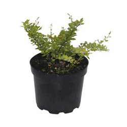 Барбарис Тунберга Келлерис купить