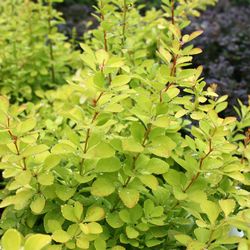 Барбарис Тунберга Мария купить