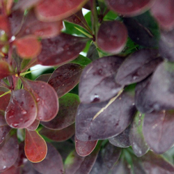 Барбарис Тунберга Ред Пиллар купить