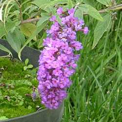 Буддлея Давида Бордер Бьюти купить