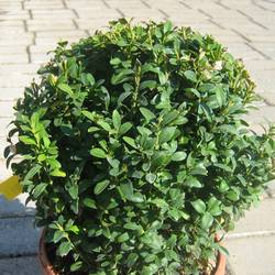 Самшит вечнозелёный (шаровидный) купить