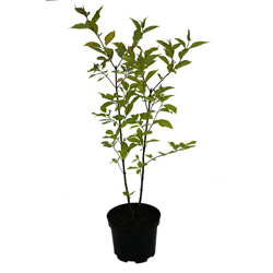 Дерен белый Аурея купить