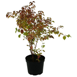 Дерен красный Мидвинте Файа купить