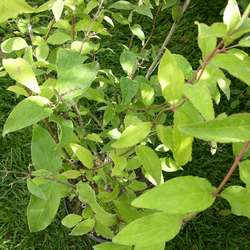 Дейция шершавая Плена купить