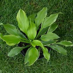 Хоста волнистая Альбомаргината купить