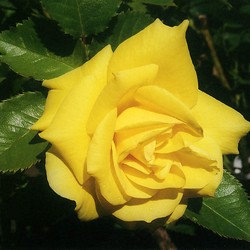 Роза Флорибунда Фрезия купить