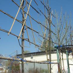 Липа европейская Паллида купить