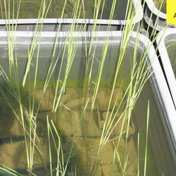 Рогоз узколистный купить