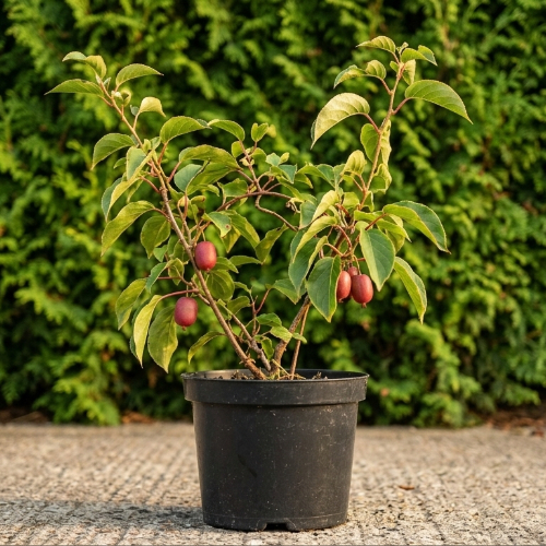 Актинидия острая Харди Ред (женский сорт) купить