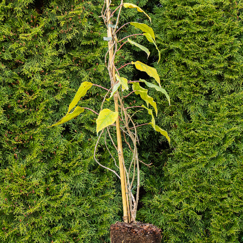 Актинидия острая Женева (женский сорт) купить