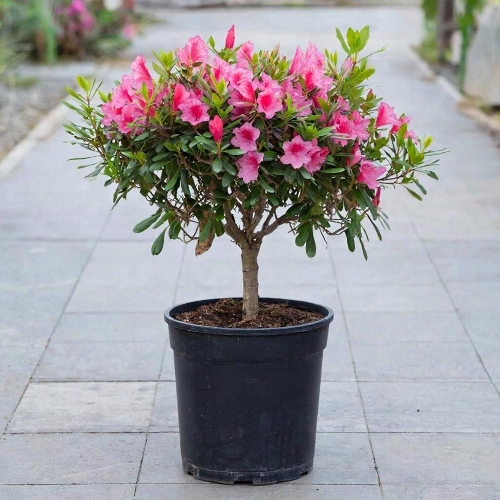 Азалия японская Рококо купить