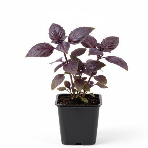 Базилик фиолетовый Пурпурный купить