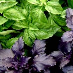 Базилик смесь купить