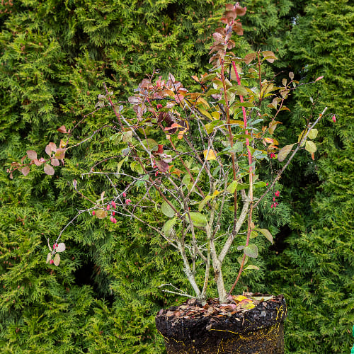 Барбарис оттавский Суперба купить