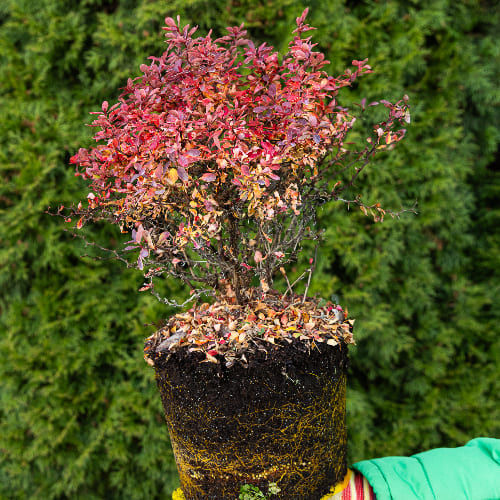 Барбарис Тунберга Адмирейшн купить