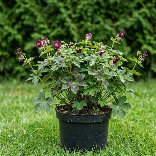 Герань темная (красно-бурая) Самоборо купить