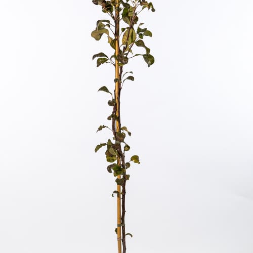 Груша Августовская роса купить