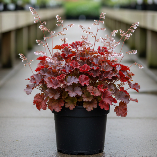 Гейхера гибридная купить