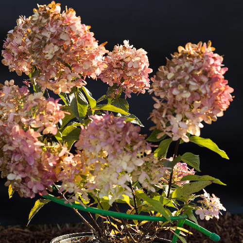 Гортензия метельчатая Граффити купить