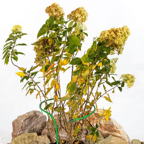 Гортензия метельчатая Лаймлайт купить