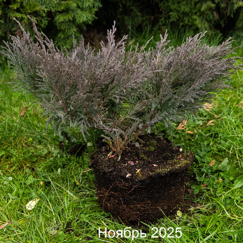 Можжевельник горизонтальный Андорра Компакта купить