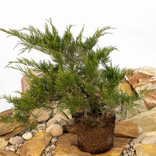 Можжевельник средний Фитцериана Минт Джулеп купить