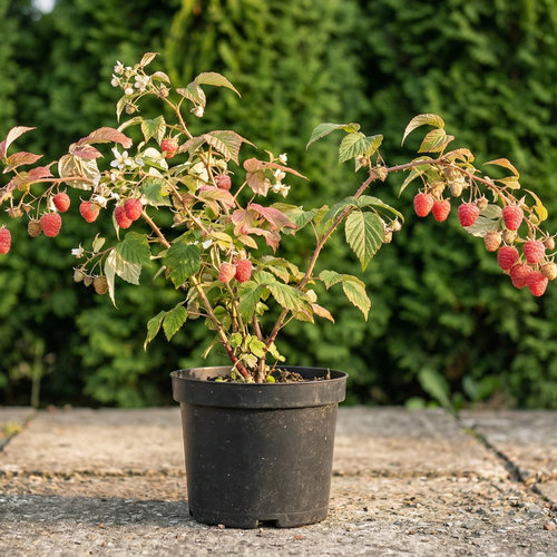 Малина Брусвяна ремонтантная малиновое дерево купить