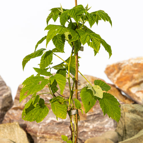 Малина Золотая осень ремонтантная купить