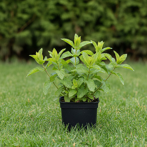 Мята Мандарин Минт купить