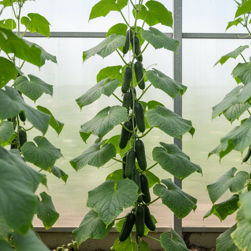 Огурец Атаман купить