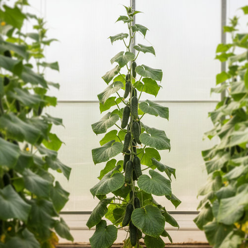 Огурец Бастион купить