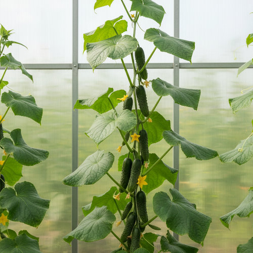 Огурец Клавдия купить