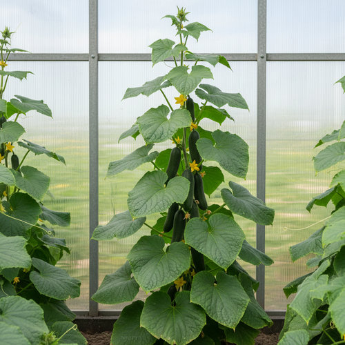 Огурец Теща купить