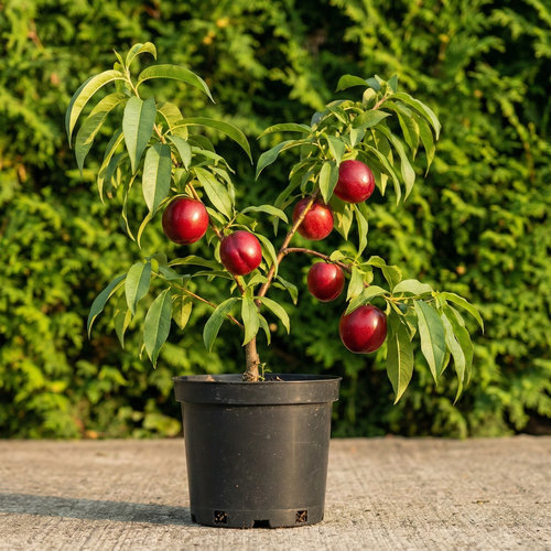 Персик Нектарин Рубиновый купить