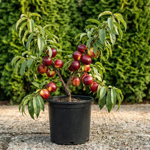 Персик Нектарин Септембер квин купить