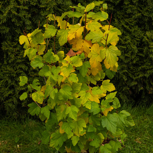Пузыреплодник калинолистный Лютеус (живая изгородь) купить
