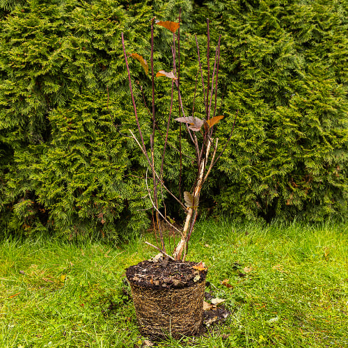 Пузыреплодник калинолистный Ред барон купить