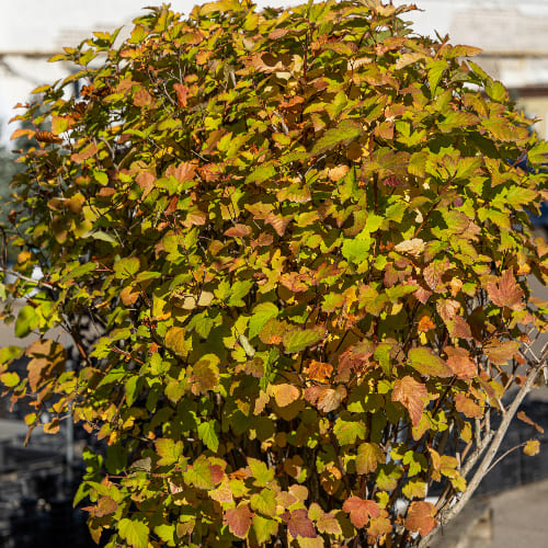 Пузыреплодник калинолистный Датс Голд купить