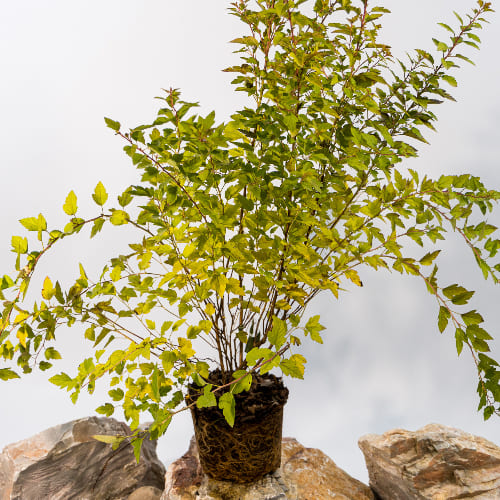 Пузыреплодник калинолистный Расберри Лемонад купить