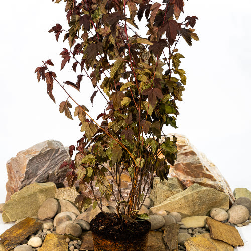 Пузыреплодник калинолистный Саммер Вайн купить